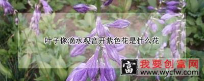 叶子像滴水观音开紫色花是什么花