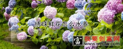 绣球鲜花怎么水养