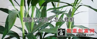 富贵竹长高了怎么修剪