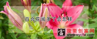 百合花闻多了会怎样