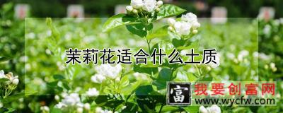 茉莉花适合什么土质