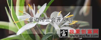 金边吊兰会开花吗