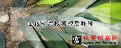 金钱树烂根剪掉后咋种