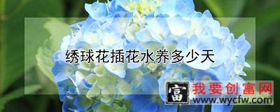 绣球花插花水养多少天