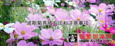 波斯菊养殖方法和注意事项