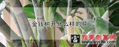 金钱树开什么样的花