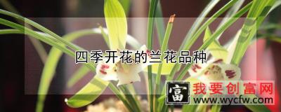 四季开花的兰花品种