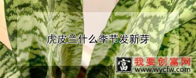 虎皮兰什么季节发新芽