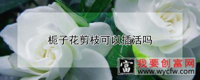 栀子花剪枝可以插活吗