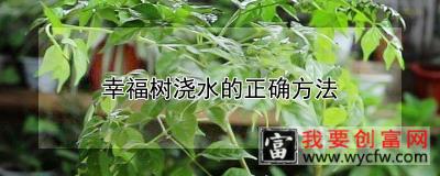 幸福树浇水的正确方法