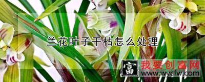 兰花叶子干枯怎么处理