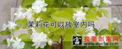 茉莉花可以放室内吗