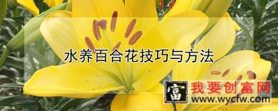 水养百合花技巧与方法