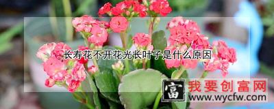 长寿花不开花光长叶子是什么原因