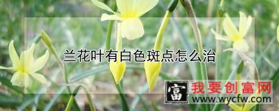 兰花叶有白色斑点怎么治