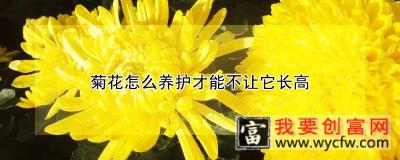 菊花怎么养护才能不让它长高