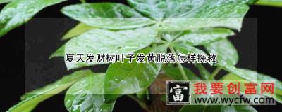 夏天发财树叶子发黄脱落怎样挽救