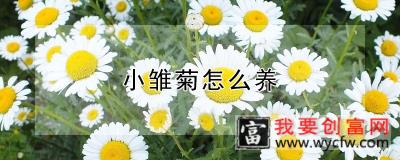 小雏菊怎么养