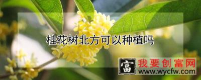 桂花树北方可以种植吗