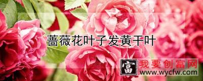 蔷薇花叶子发黄干叶