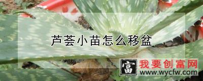 芦荟小苗怎么移盆