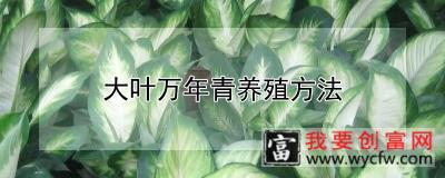 大叶万年青养殖方法