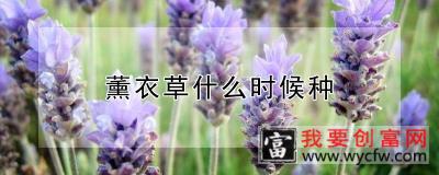 薰衣草什么时候种