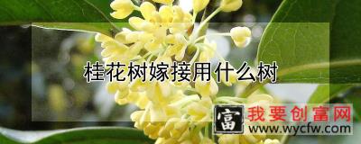 桂花树嫁接用什么树