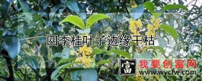 四季桂叶子边缘干枯