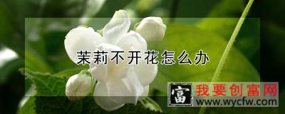 茉莉不开花怎么办