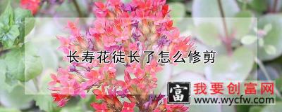 长寿花徒长了怎么修剪