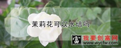 茉莉花可以水培吗