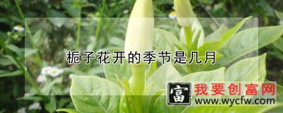 栀子花开的季节是几月