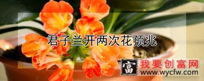 君子兰开两次花预兆