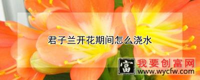 君子兰开花期间怎么浇水