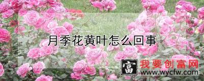 月季花黄叶怎么回事