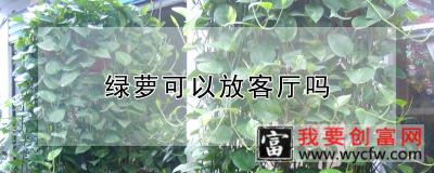 绿萝可以放客厅吗