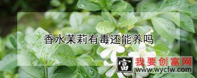 香水茉莉有毒还能养吗