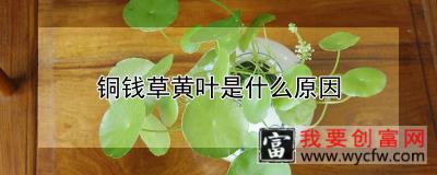 铜钱草黄叶是什么原因