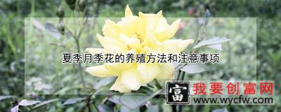 夏季月季花的养殖方法和注意事项