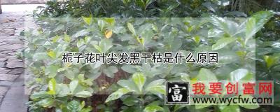 栀子花叶尖发黑干枯是什么原因