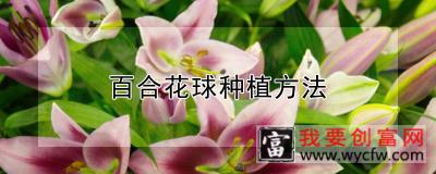 百合花球种植方法