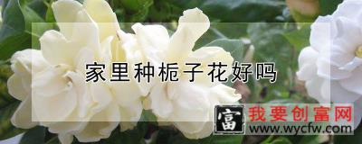 家里种栀子花好吗