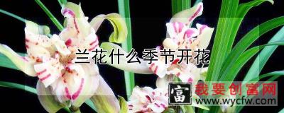 兰花什么季节开花