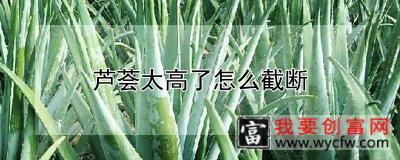 芦荟太高了怎么截断