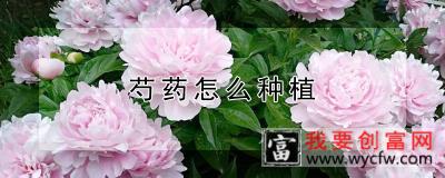 芍药怎么种植