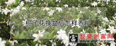 桅子花换盆后怎样养护