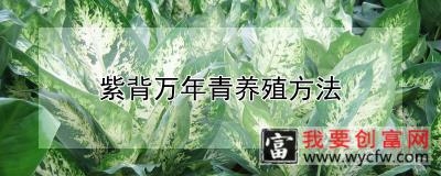 紫背万年青养殖方法