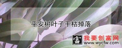 平安树叶子干枯掉落