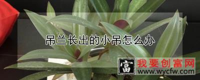 吊兰长出的小吊怎么办